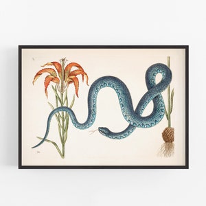 Wampum Snake and Lily Print: Mark Catesby Antique Natural History Art