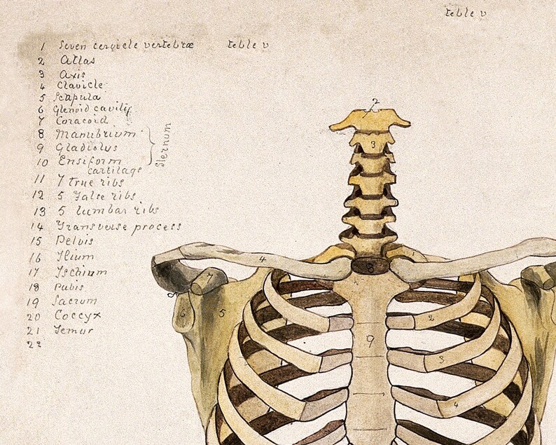 Atlas Ribs Vintage Anatomy Illustration: Bones of Trunk & Pelvis Art Print - Etsy