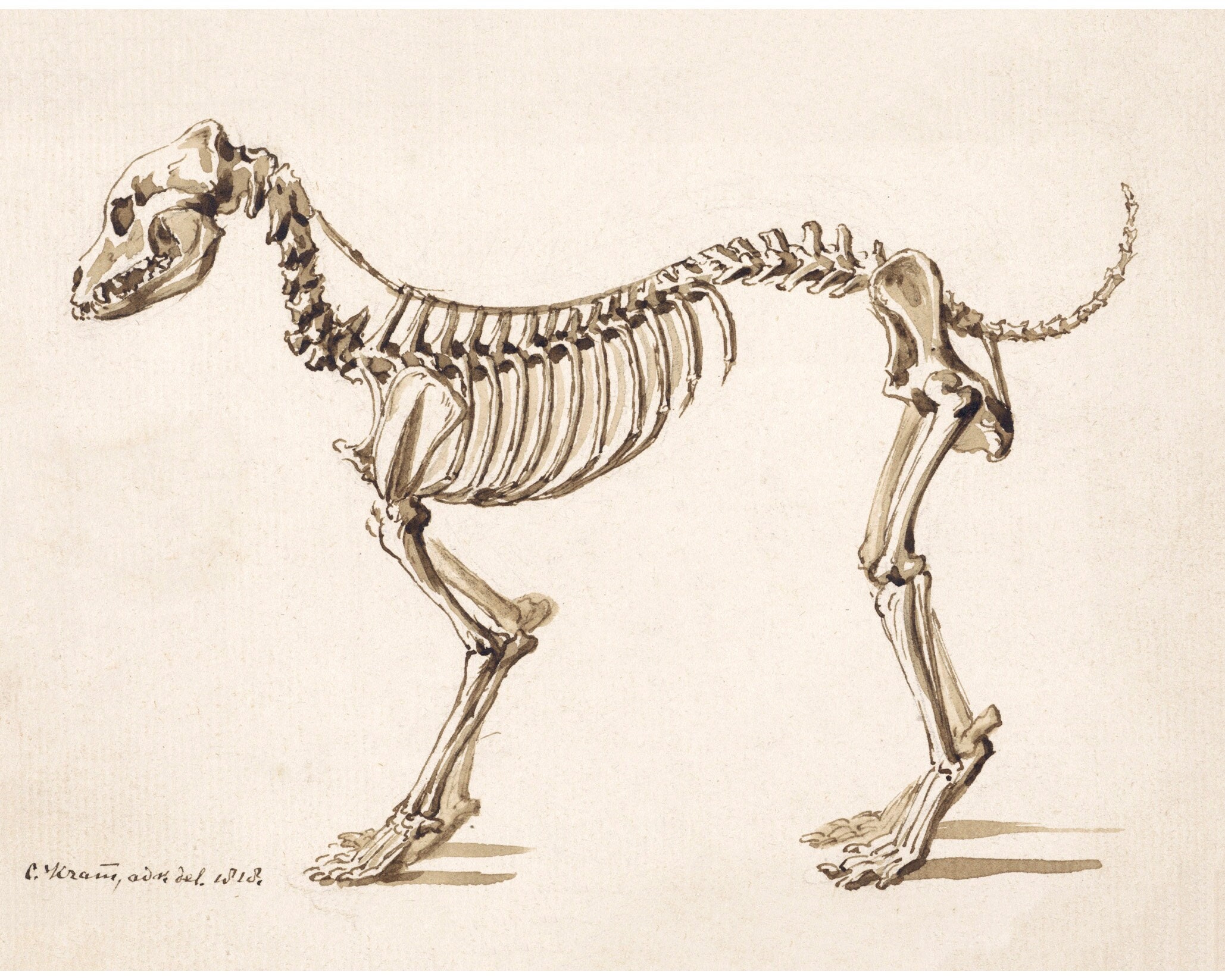 Dog Skeleton Il Fullxfull.3405446082 3qd4
