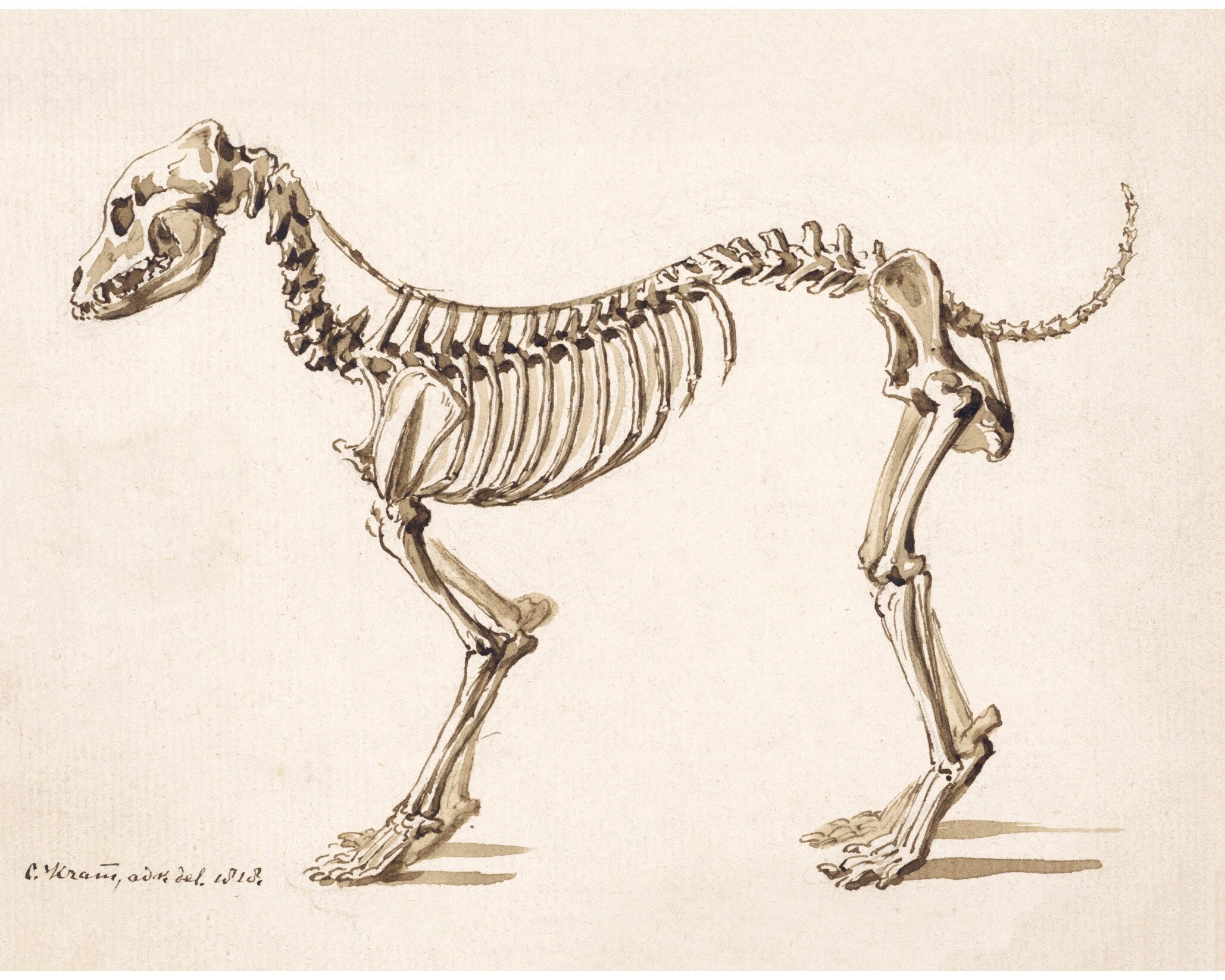 Skeleton of a Dog Vintage Canine Anatomy Print Antique Bones Skeleton Wall  Art Veterinarian and Doctor Gift -  Canada