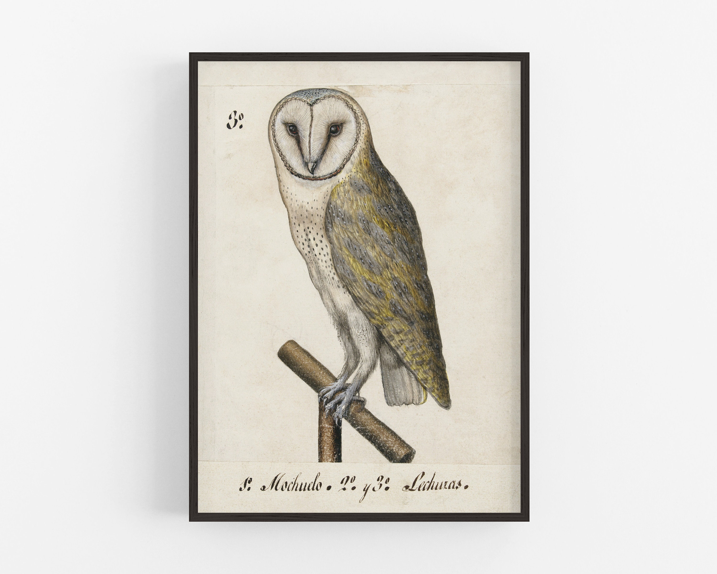 Nica the Friendly Owl