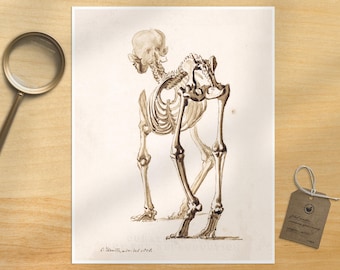 Vintage Dog Skeleton Anatomy Print: Veterinarian Gift