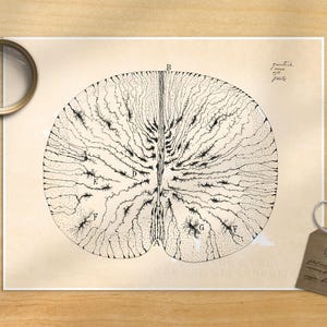 Santiago Ramón y Cajal Print: Mouse Spinal Cord Anatomy Art