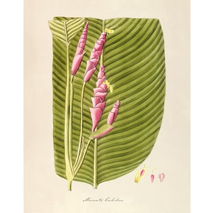 Antique plant & flower art | Maranta cachibou | Prayer plant | Vintage Natural History | Modern vintage decor | Eco-friendly gift