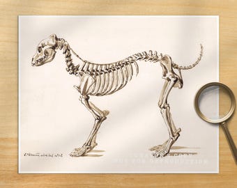 Vintage Dog Skeleton Anatomy Print - 1818 Light Academia Wall Art