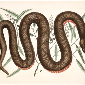 Copper Belly Snake Antique Mark Catesby Natural History of Carolina Art ...