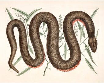 Mark Catesby Copperbelly Snake Print: 18th Century Natural History Art