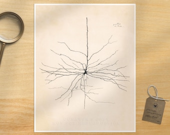 Vintage neuron drawing | Santiago Ramón y Cajal  | Light Academia aesthetic |Antique anatomical illustration | Neuroscience and Biology art