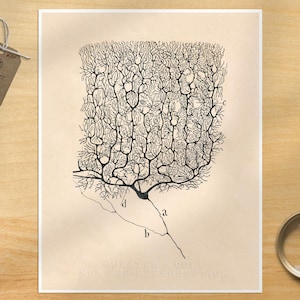 Vintage Neuron Print: Ramón y Cajal Anatomical Illustration