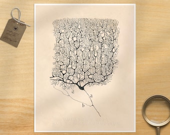 Vintage Neuron Print: Ramón y Cajal Anatomical Illustration
