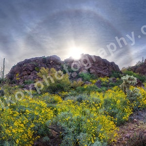 Saguaro National Park west