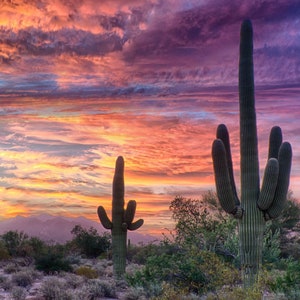 Maeveen Behan Desert Sanctuary digital download