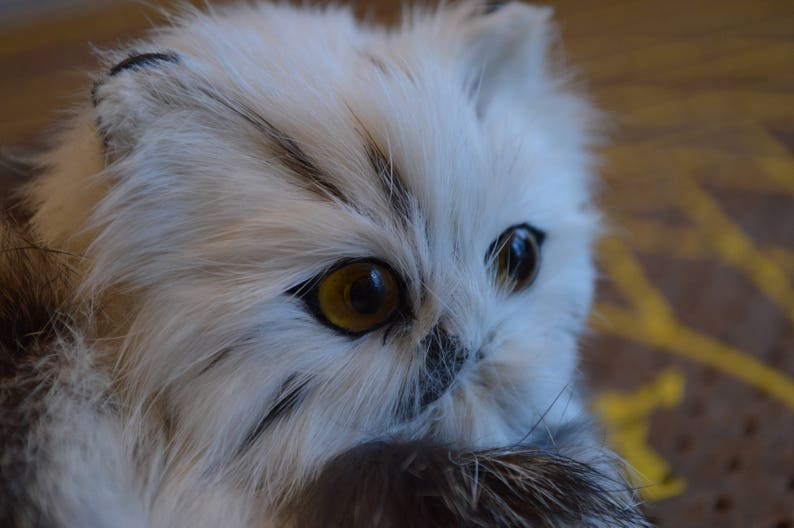 White and GrayishBrown Furry Cat