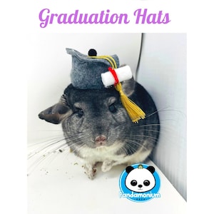 以下が含まれることがあります： 灰色のチンチラが、黄色の房飾り付きの灰色の卒業帽と赤と白の巻物をかぶっています。チンチラは白い表面に座っています。画像の右下隅に「Pandamonium Pets」というテキストが表示されています。