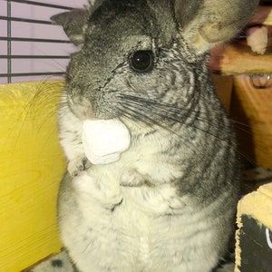 May include: A gray and white chinchilla holding a white treat in its mouth. The chinchilla is sitting in a cage with a yellow wooden surface and a gray patterned surface.