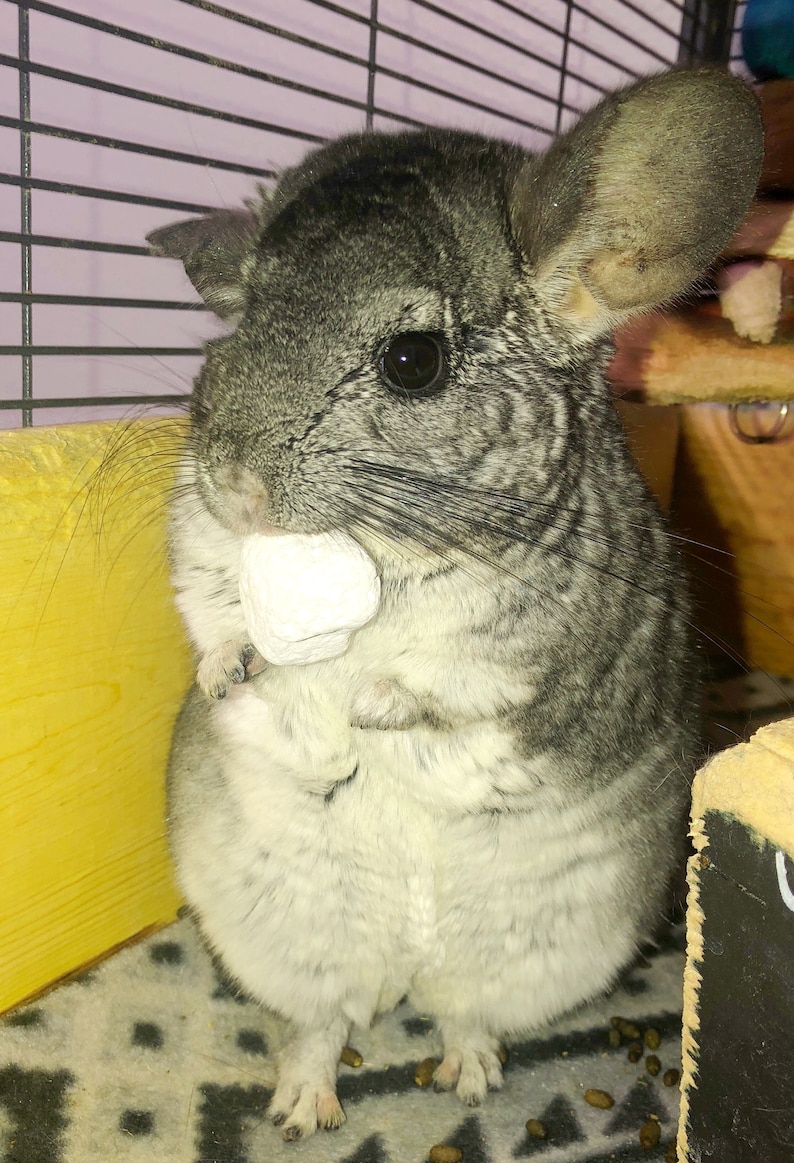 May include: A gray and white chinchilla holding a white treat in its mouth. The chinchilla is sitting in a cage with a yellow wooden surface and a gray patterned surface.