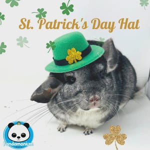 May include: A small green felt hat with a black band and a gold glittery shamrock emblem, worn by a grey chinchilla. The image features the text St. Patrick's Day Hat, green shamrock icons, and a Pandamonium Pets logo in the corner.