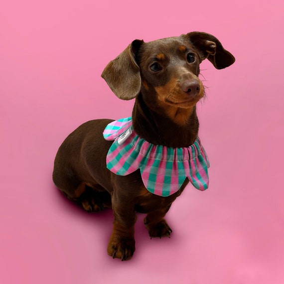 Dachshund Pet Bandana - Multi Dachshund Pet Bandana - Multi