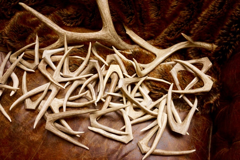 Deer Tines 1 Large Deer Antler Forks: ONE Furniture piece Large Naturally Shed Deer Antlers Forks Crafts Jewelry Tribal