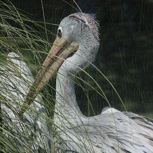 Pelican in Grass, 16x20 Canvas