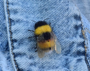 Xylocopa Confusa Yellow Bumble Bee With Purple Metallic
