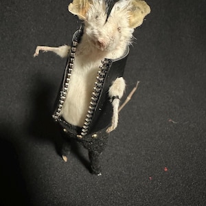 May include: A taxidermy mouse standing upright, wearing a black leather-like vest with a silver metal zipper down the front and dark textured pants. The mouse has white fur, large ears, and a thin tail extending from the back of the garment.