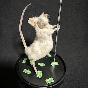 May include: A taxidermied white mouse posed on a metal pole, with its leg wrapped in a gold band. Small green dollar bills are scattered around the base. The mouse is on a black circular base.