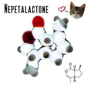 Glass Nepetalactone (Catnip) Molecule Model - Small