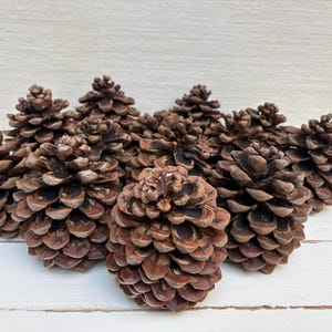Op de afbeelding: Een verzameling bruine dennenappels met getextureerde schubben. De dennenappels zijn in een groep gerangschikt, waarbij hun natuurlijke, organische vormen worden getoond. De afbeelding benadrukt de details van de kegels, met verschillende bruintinten.