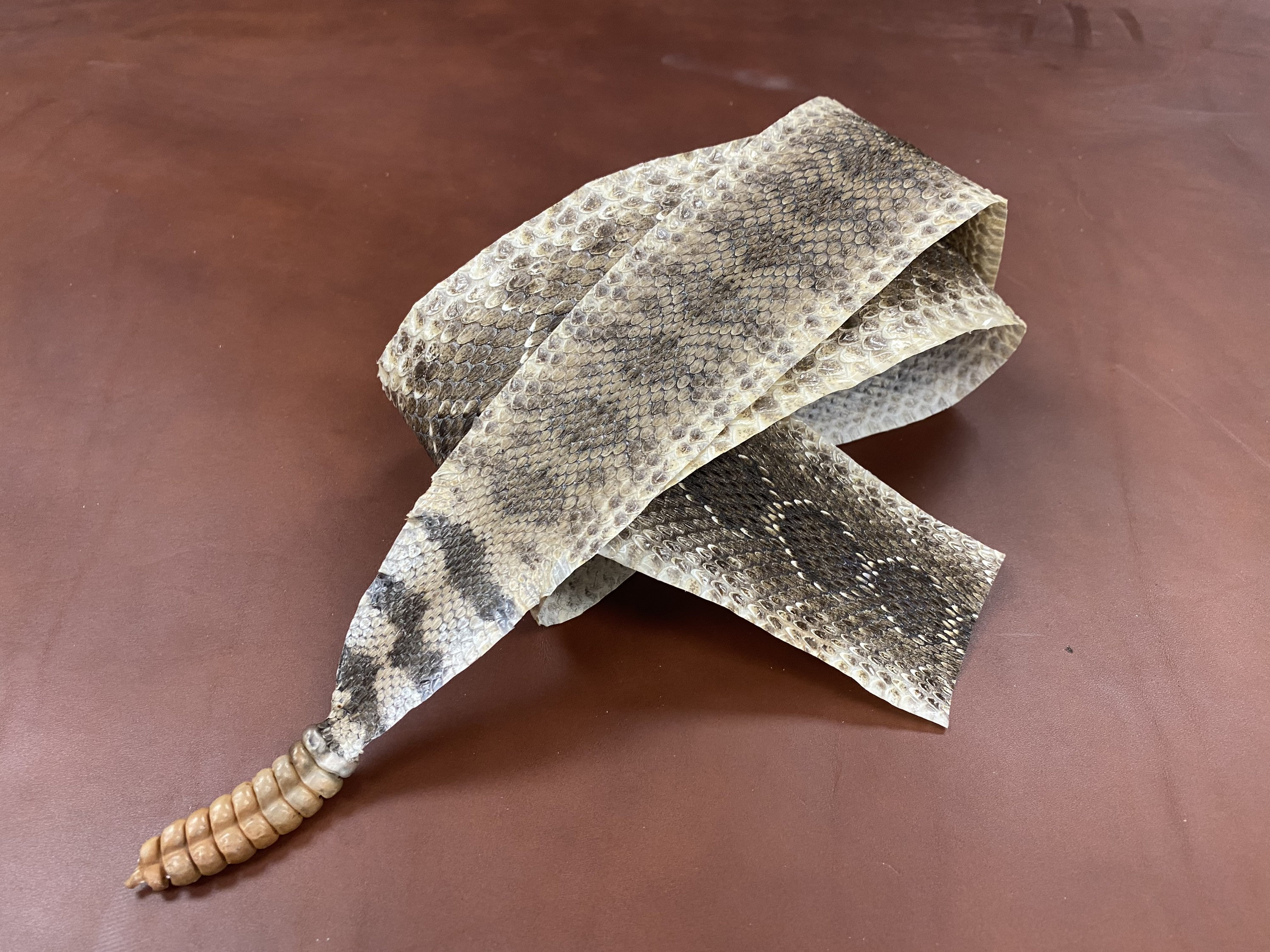 Rattlesnake Skin - Main Image