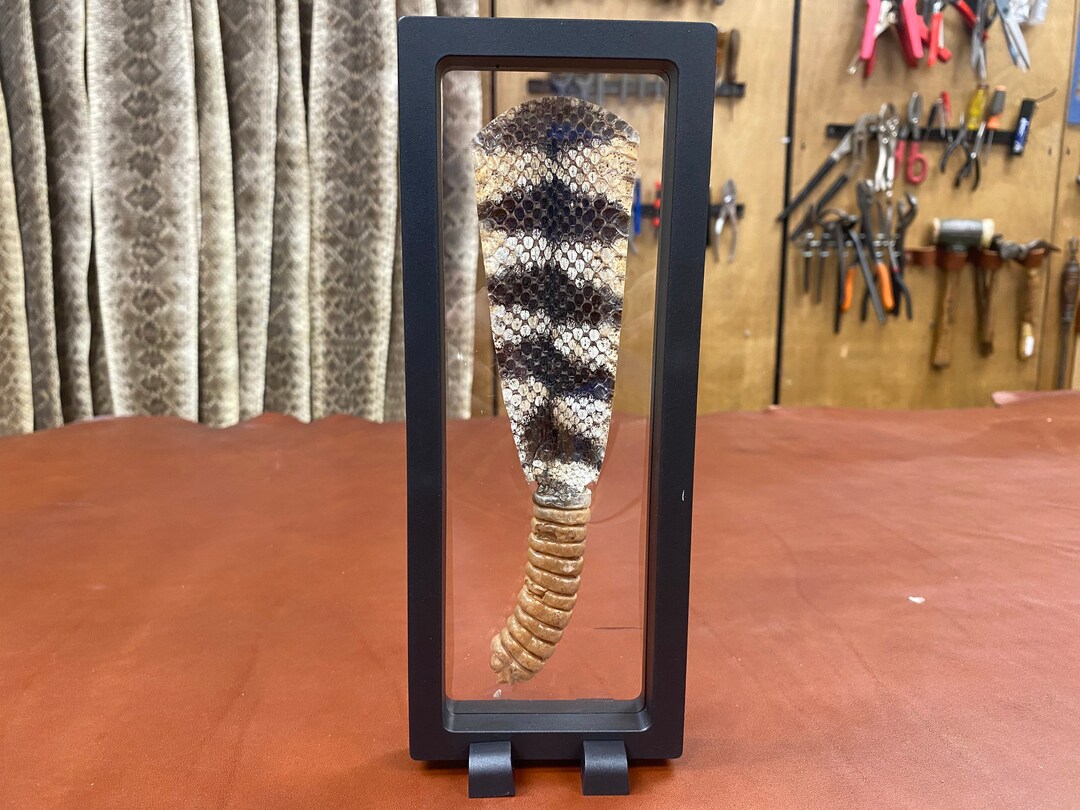 Real Rattlesnake Tail With Rattle - Etsy