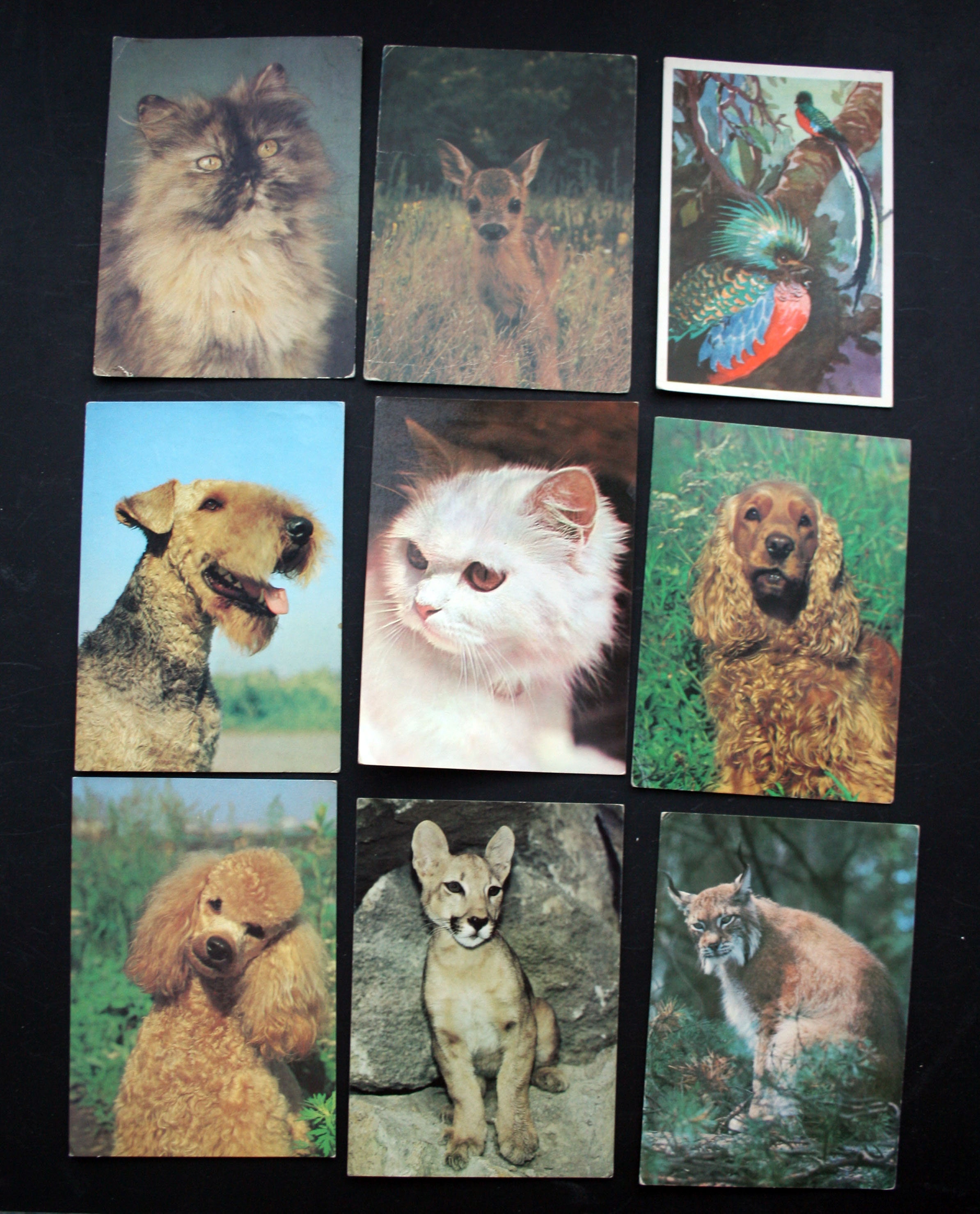 Postcards with animals 23 retro postcards Vintage postcards | Etsy