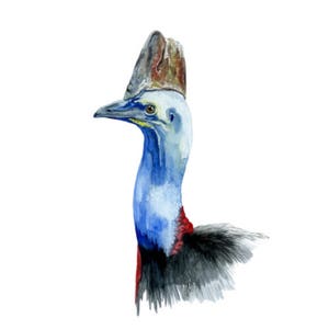 Cassowary Print - Aquarellmalerei
