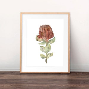 Red Flowering Banksia Print - Watercolour Painting