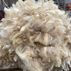 1 kg of Border Leicester shearling fleece from the 2025 clip .Strong and crimped with 5 - 7 cms locks very little vm. White