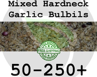 MIXED GARLIC BULBILS (Hardneck) - Non-Gmo Heirloom Seed - Grow Bulbs & Cloves for Spring Garden Planting - Gourmet Culinary - Free Shipping!