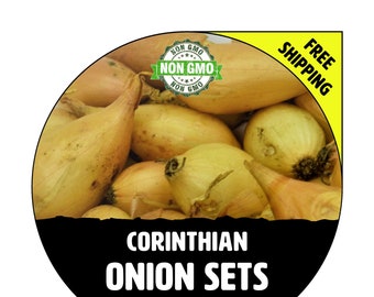 ONION SETS (Corinthian - Yellow Bulbs) - Non-Gmo, Fresh Grown Seed Onions, Live Garden Plant. Spring Fall Summer - Free Shipping!