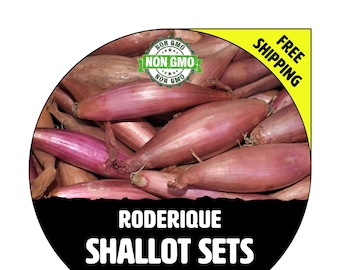 RODERIQUE FRENCH SHALLOT Sets - Non-Gmo Bulbs, Garden Seed Shallots - Long Banana Shape, Fresh Multiplier Onions