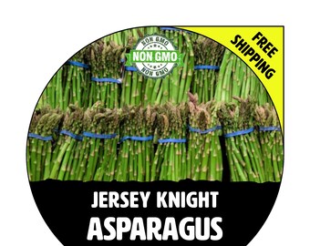 JERSEY KNIGHT Asparagus Plants (Crowns, Roots) - Spring 2024 - Non-GMO Garden Heirloom, Live Seedling For Planting - Seed