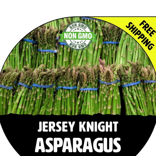 JERSEY KNIGHT Asparagus Plants crowns Roots Spring 2023 Etsy