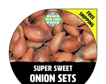 ONION SETS (Super Sweet - Yellow Bulbs) - Non-Gmo, Fresh Grown Heirloom Candy Seed Onions, Live Garden Plant, Spring Summer Fall