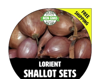 LORIENT SHALLOT Sets - Non-Gmo Bulbs, Garden Seed Shallots - Traditional Round Shape, Fresh Multiplier Onions