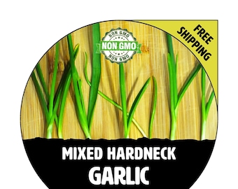 25+ HARDNECK GARLIC PLANTS (Mixed, Rooted & Ready For Garden Planting) - Grow Bulbs, Cloves - Naturally Grown, Bare Root