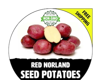 RED NORLAND Seed Potatoes - 2024 Spring, CERTIFIED Seed Potato - Non-Gmo Heirloom Plant Tuber Spud
