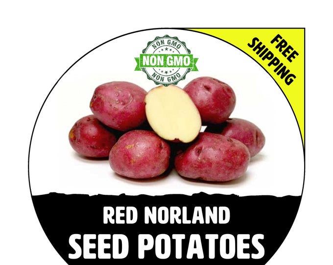 RED NORLAND Seed Potatoes 2024 Spring, CERTIFIED Seed Potato Nongmo