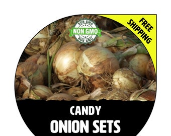 CANDY SWEET (Onion Sets, Yellow / White Bulbs) - Winter & Spring - Non-Gmo Fresh Heirloom Seed Onions, Live Garden Plant For Sale