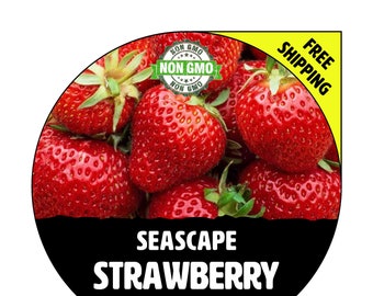 SEASCAPE Strawberry Plants (Everbearing) - Spring 2024 - NON-GMO Heirloom, Live Seedling For Garden Planting! Seed