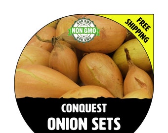 ONION SETS (Conquest - Yellow Bulbs) - Non-Gmo, Fresh Grown Seed Onions, Live Garden Plant, Spring Fall Summer - Free Shipping!