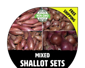 MONIQUE FRENCH SHALLOT SETS (Semi-Long Bulb For Seed) - Non-GMO Garden  Seedling