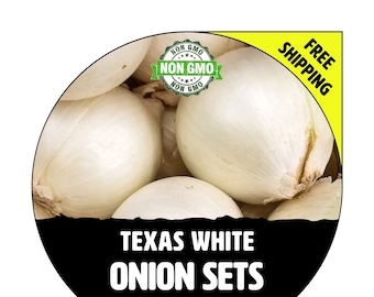 TEXAS WHITE (Onion Sets, White Bulbs) - Winter & Spring - Non-Gmo Fresh Heirloom Seed Onions, Live Garden Plant For Sale